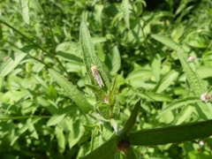 Eucosma cana
