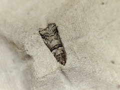Acrobasis romanella