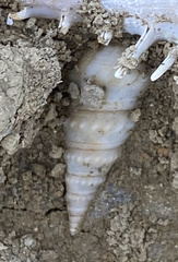 Mollusca
