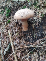 Amanita rubescens