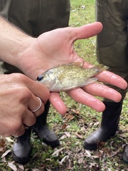 Ambloplites rupestris