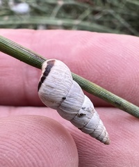 Cochlicella acuta