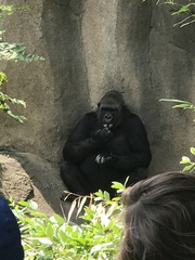 Gorilla