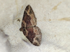 Catarhoe basochesiata