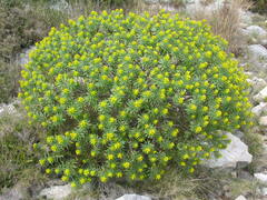 Euphorbia dendroides