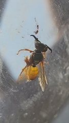 Philanthus triangulum diadema