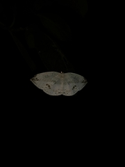 Cyclidia substigmaria