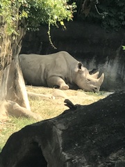 Rhinocerotidae