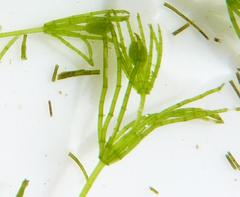 Chara virgata