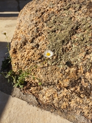 Erigeron karvinskianus