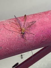 Enicospilus americanus-complex