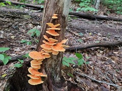 Laetiporus sulphureus