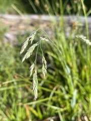 Vahlodea atropurpurea