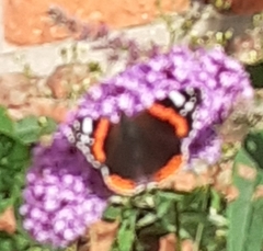 Vanessa atalanta