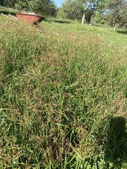 Cyperus rotundus