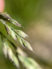 Vahlodea atropurpurea