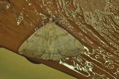 Zanclognatha laevigata