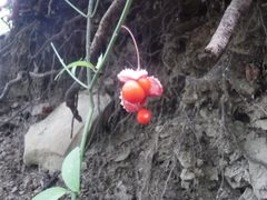 Euonymus obovatus