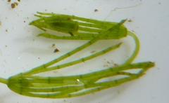 Chara virgata