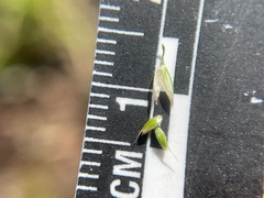 Vahlodea atropurpurea