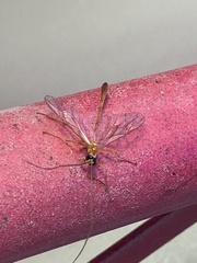 Enicospilus americanus-complex