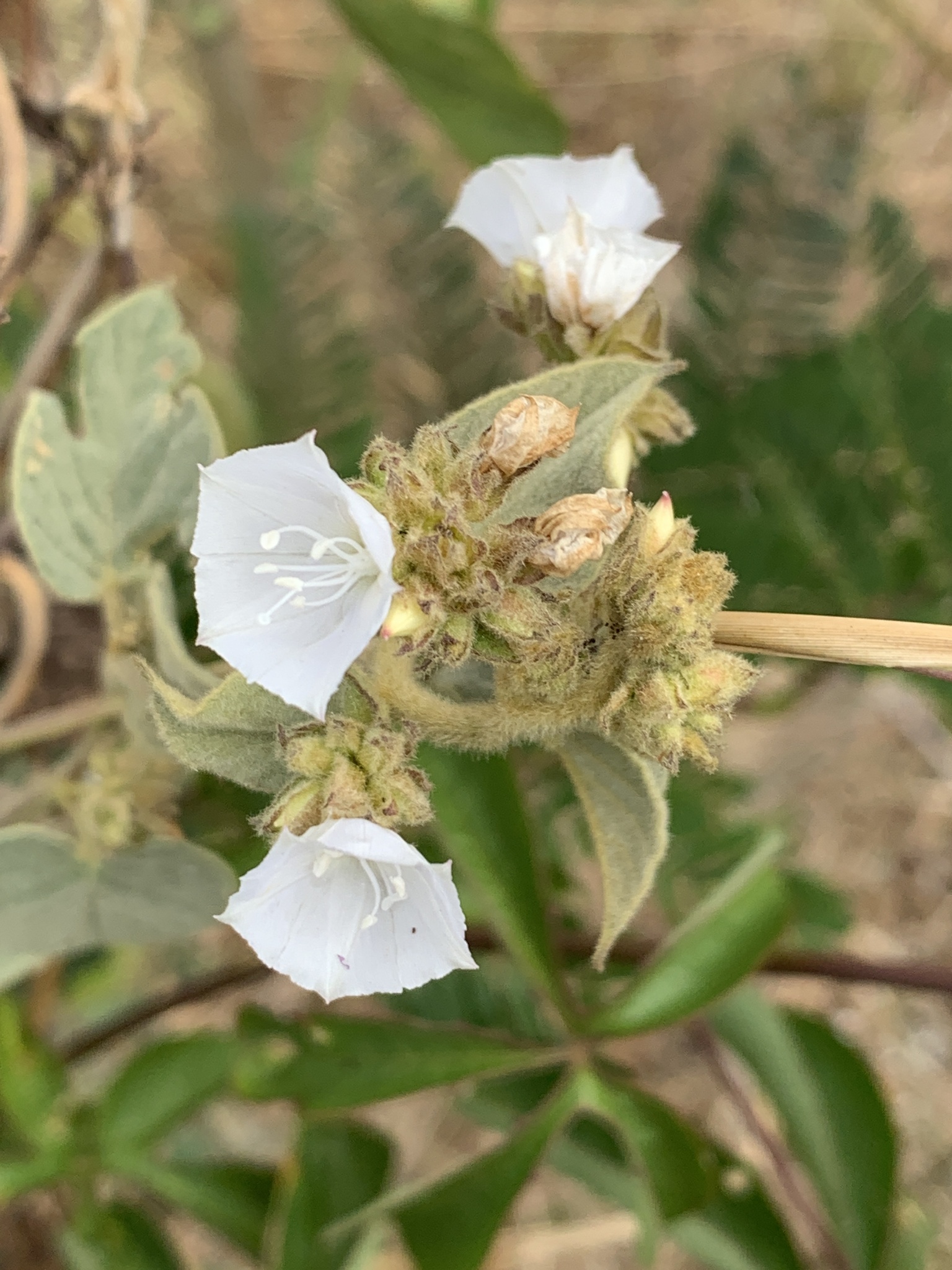 Jacquemontia multiflora