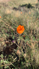 Kallstroemia grandiflora