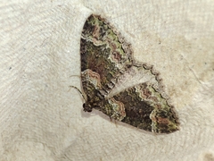 Catarhoe basochesiata