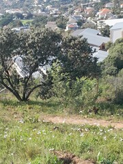 Tarchonanthus littoralis