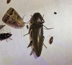 Orthostethus infuscatus