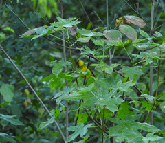 Cardellina canadensis