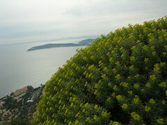 Euphorbia dendroides
