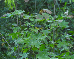 Cardellina canadensis