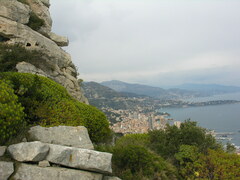 Euphorbia dendroides