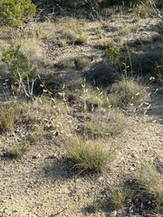 Bouteloua pectinata