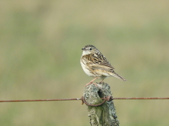 Anthus hellmayri