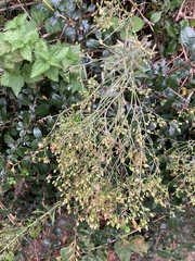 Erigeron floribundus