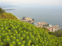 Euphorbia dendroides