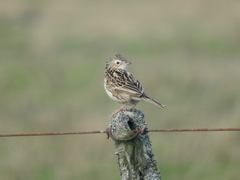Anthus hellmayri