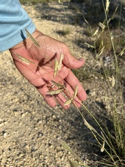 Bouteloua pectinata