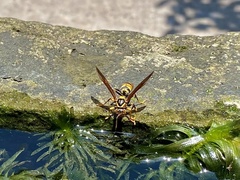Polistes