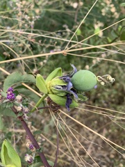 Passiflora cincinnata