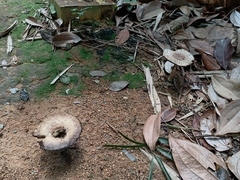 Chlorophyllum brunneum
