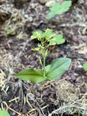 Neottia banksiana