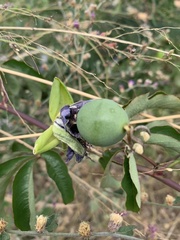 Passiflora cincinnata