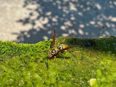 Polistes