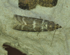Ortholepis pasadamia