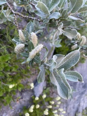 Salix commutata