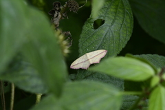 Timandra convectaria