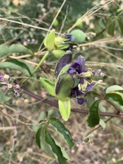 Passiflora cincinnata